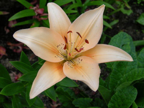 Эльдар Калита