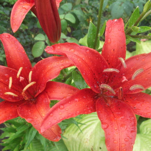 Оксана Колесникова