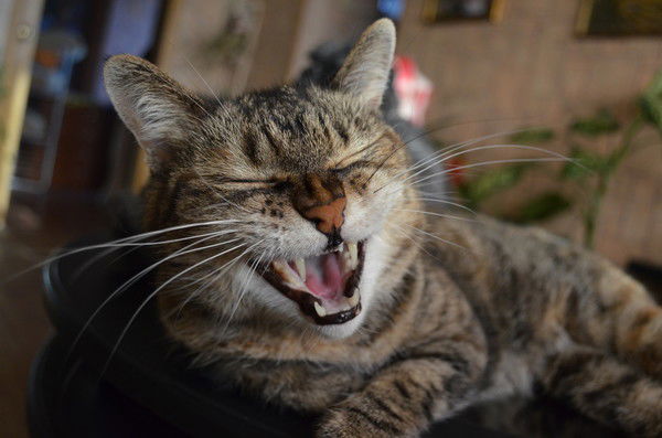 Ольга Телишевская