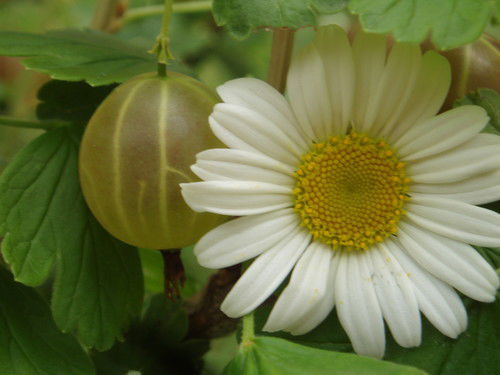 Елена Муравьева