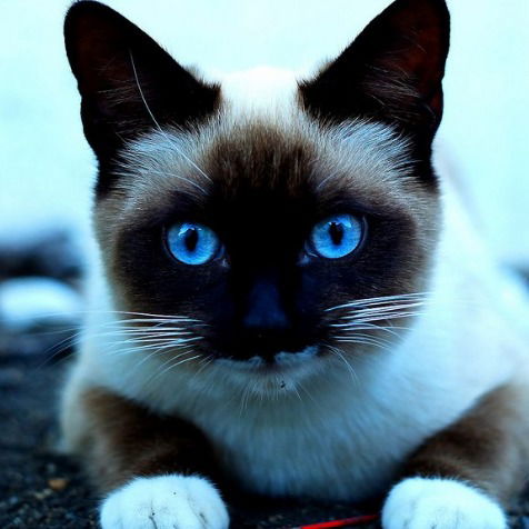 Анастасия Полякова