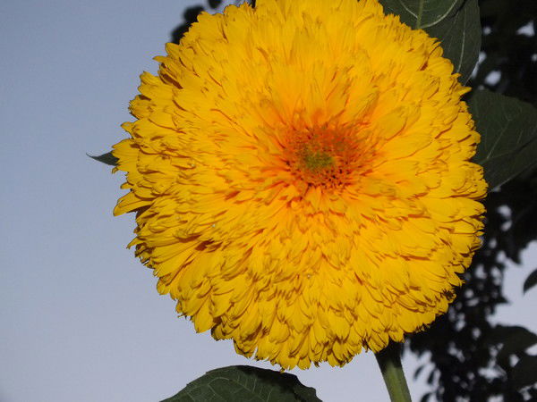 Юлия Евстратенко