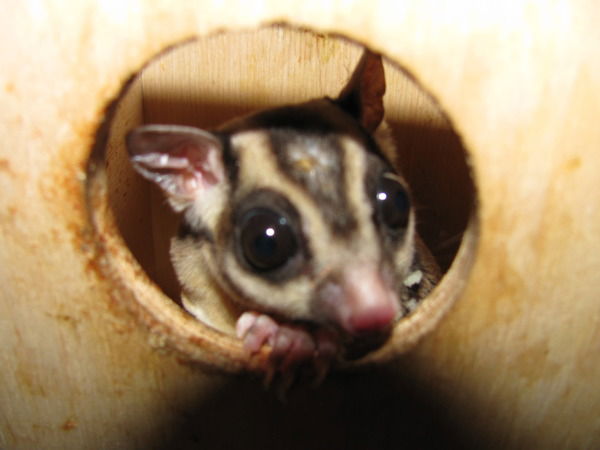 Дмитрий Ларькин