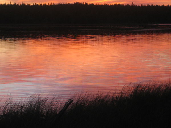 Светлана Шерер