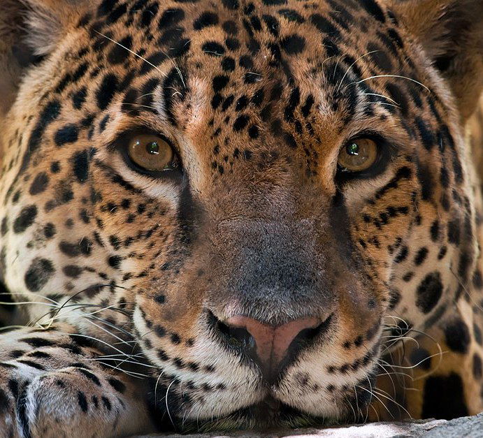 Елена Клясс