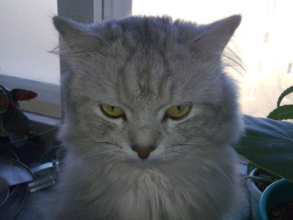 Андрей Потапов