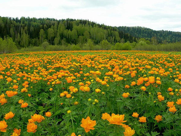 Светлана Македонская