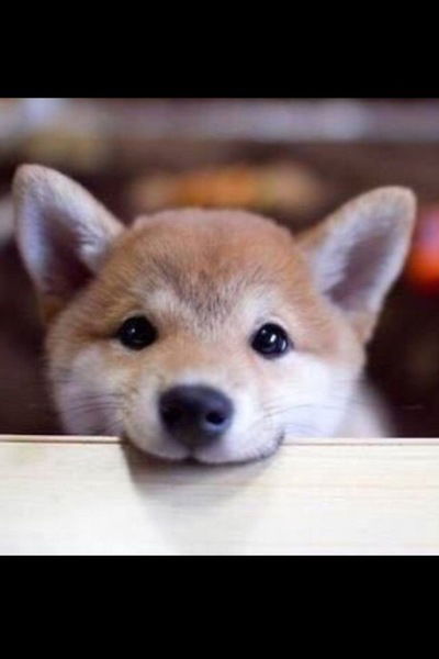 Валерия Заец