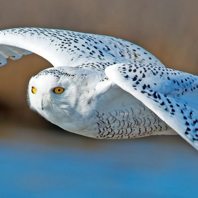 Геннадий Горбачев