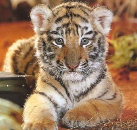 Silver Иванова