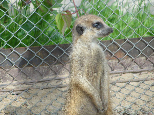 Татьяна Сурова