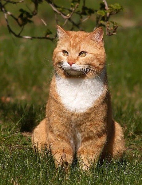 Майкл Скаланин