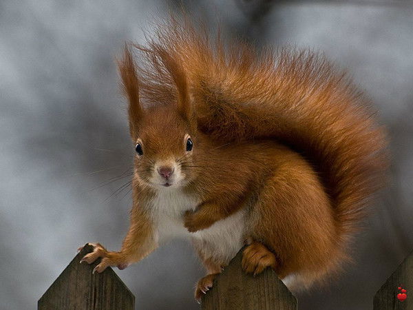 Margo ⊰✿⊰⊰⊱