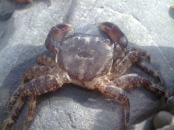 Ксюша Новикова