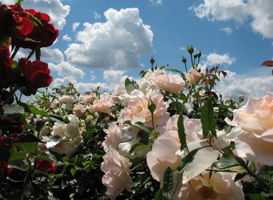 Надежда Кибаева