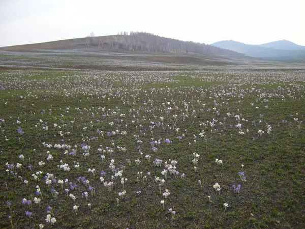 Влад Берестевич