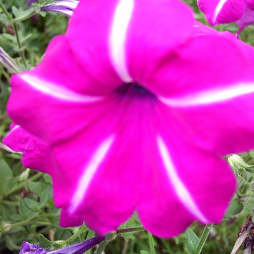 Галина Иванова