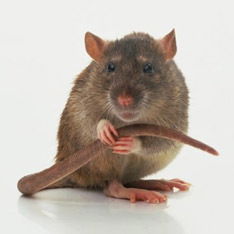 Лариса Рожкова