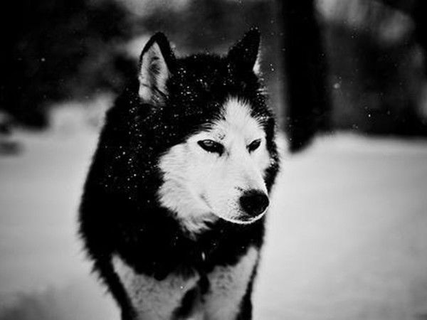 Андрюха Лапшин