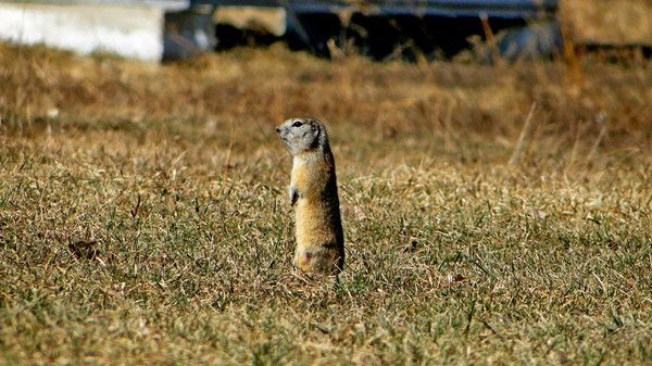 Сулик Великий