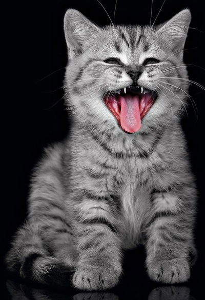 Катерина Васильева