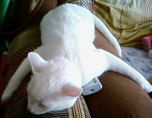 Толя Пискарев