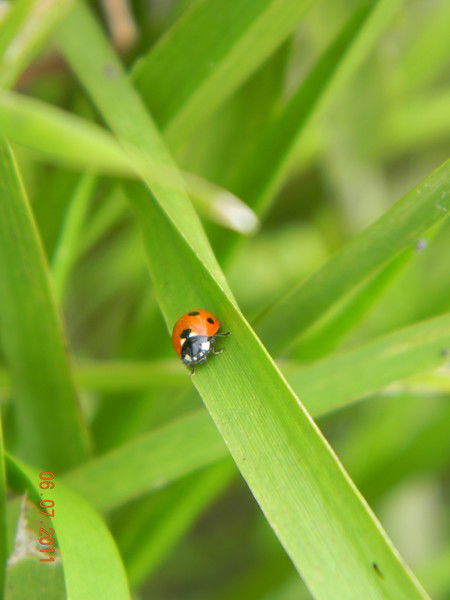 Людмила Тютькало