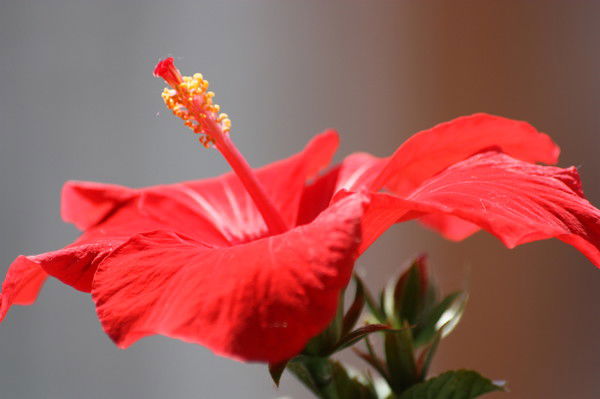 Мила Игнатова