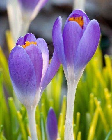 Чаросхон Зайналова