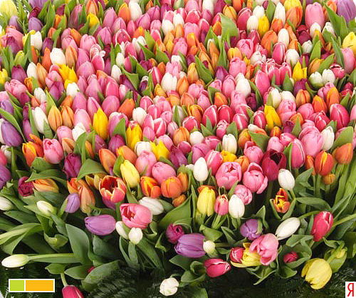 Наталья Насонова