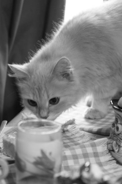 Яна Каминская