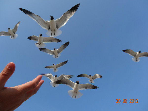 Иван Лоскутов