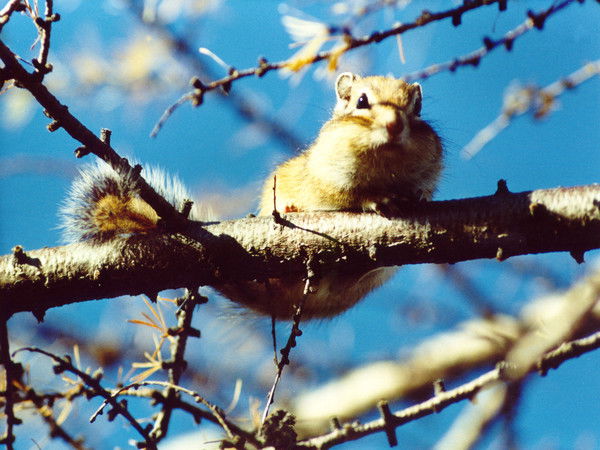 Елена Рябинина