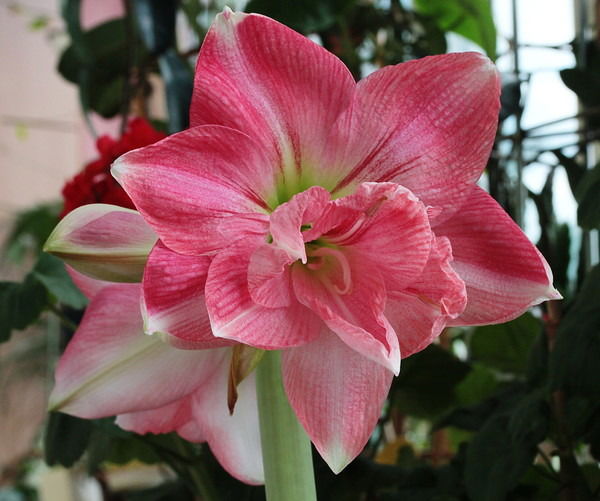 Вика Арутюнова