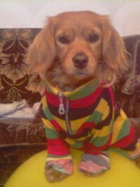 Миша Дзябенко