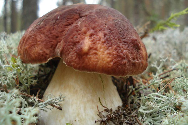 Дмитрий Нечаев