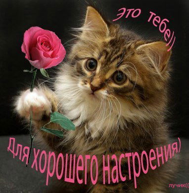 Светлана Кушнер