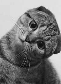 Коля Шахрай