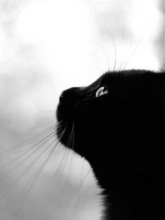 Неизвестно Неизвестно