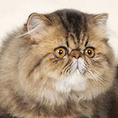 Татьяна Камаева