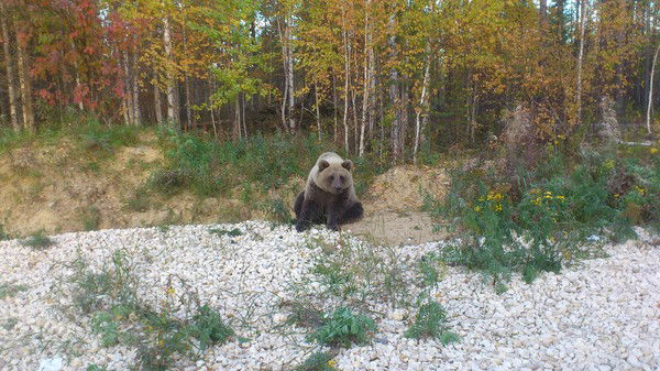 Александр Девятилов