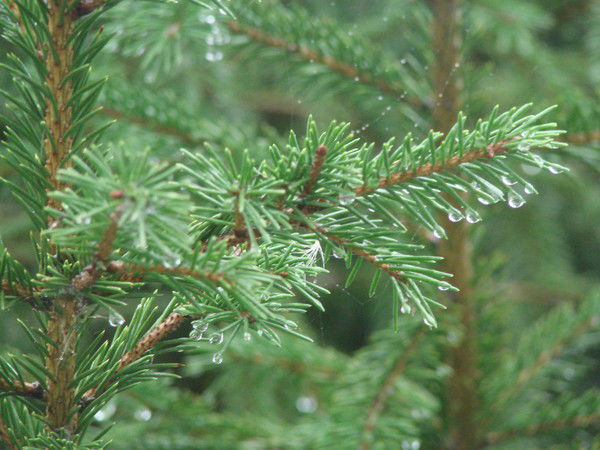 Арт Б.арсен