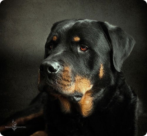 Цербер Кросс