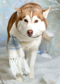 Татьяна Вишневская