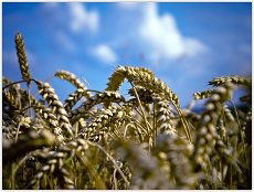 Buhgalter-Kagro Костанай-Агро