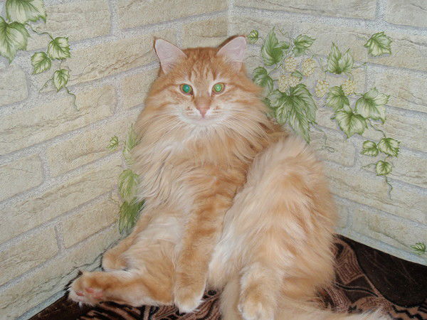 Ирина Кириллова