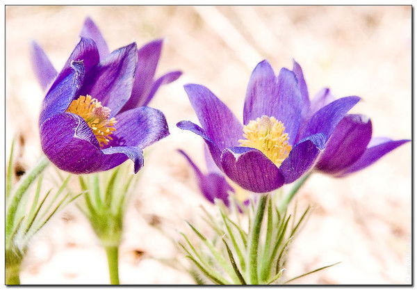 Светлана Киселева