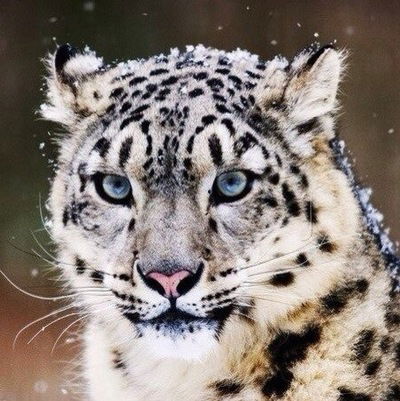 Андрей Смирнов