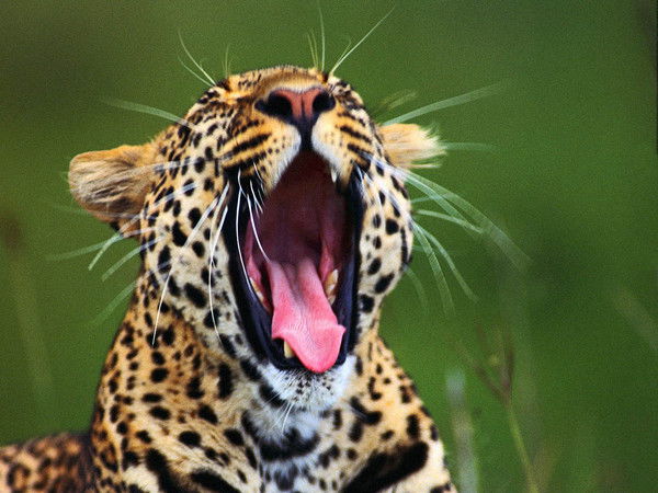 Антон Евдокимов