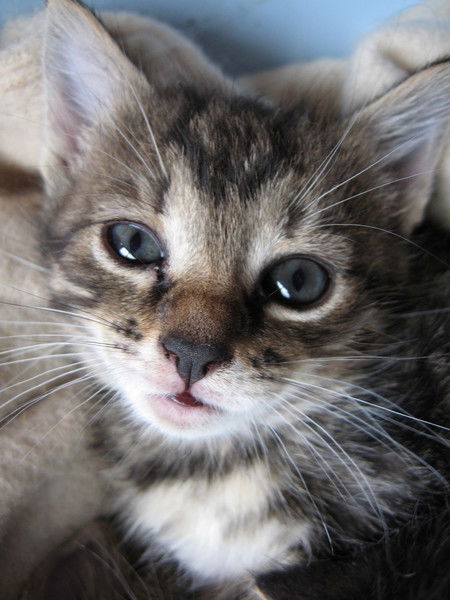 Наталия Волкова